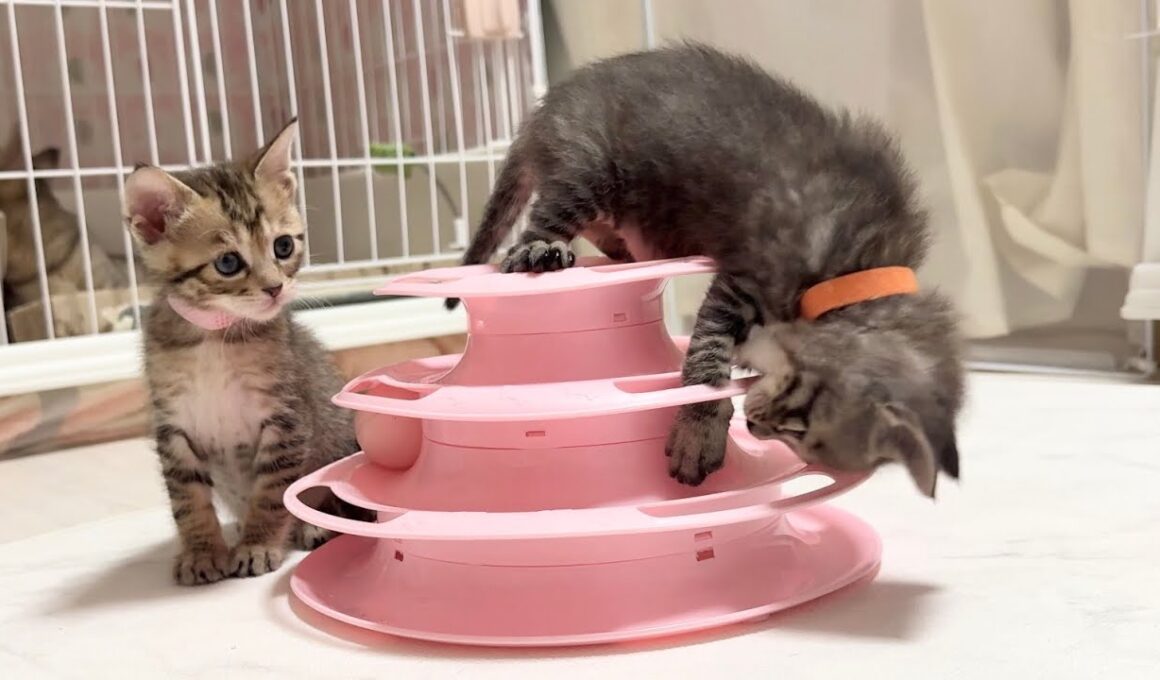 くるくるタワーに入りたい！子猫の挑戦が可愛すぎた【かのこ日記】 A kitten trying desperately to fit into the rolling tower!