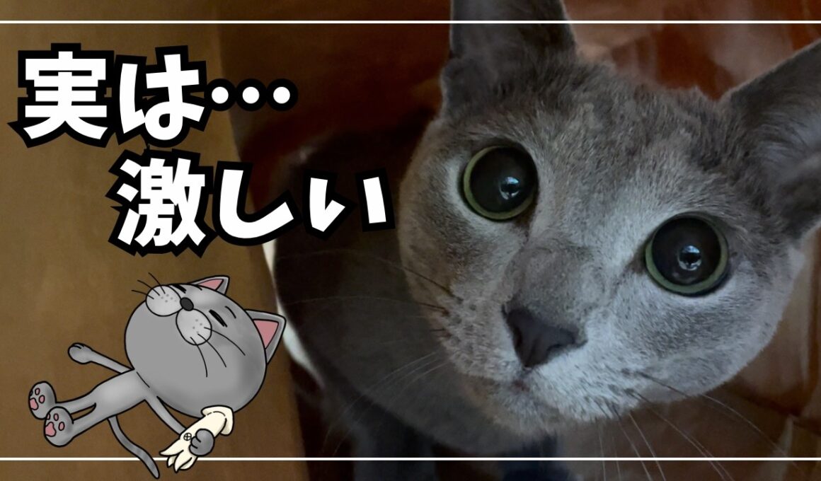 【ロシアンブルー】おとなしいと思ったら大間違い!?こんな風に遊びます