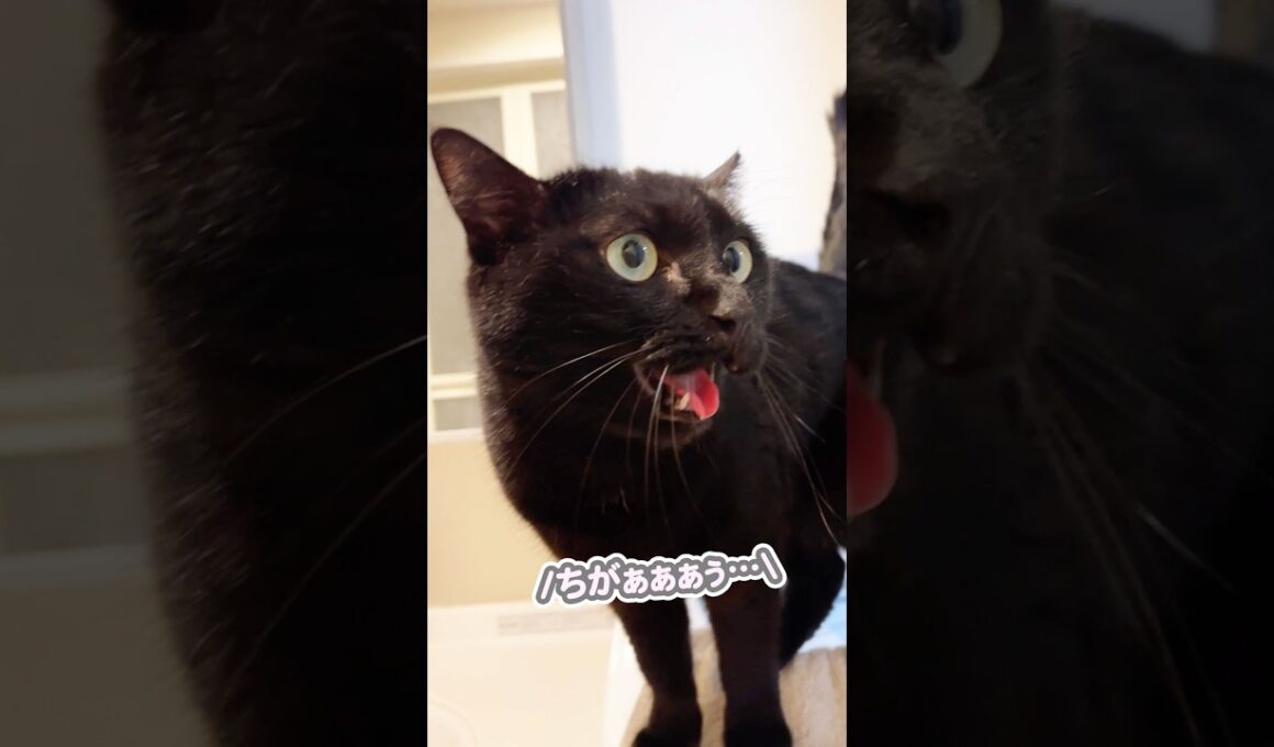 我が家の猫を、問い詰めた結果…
