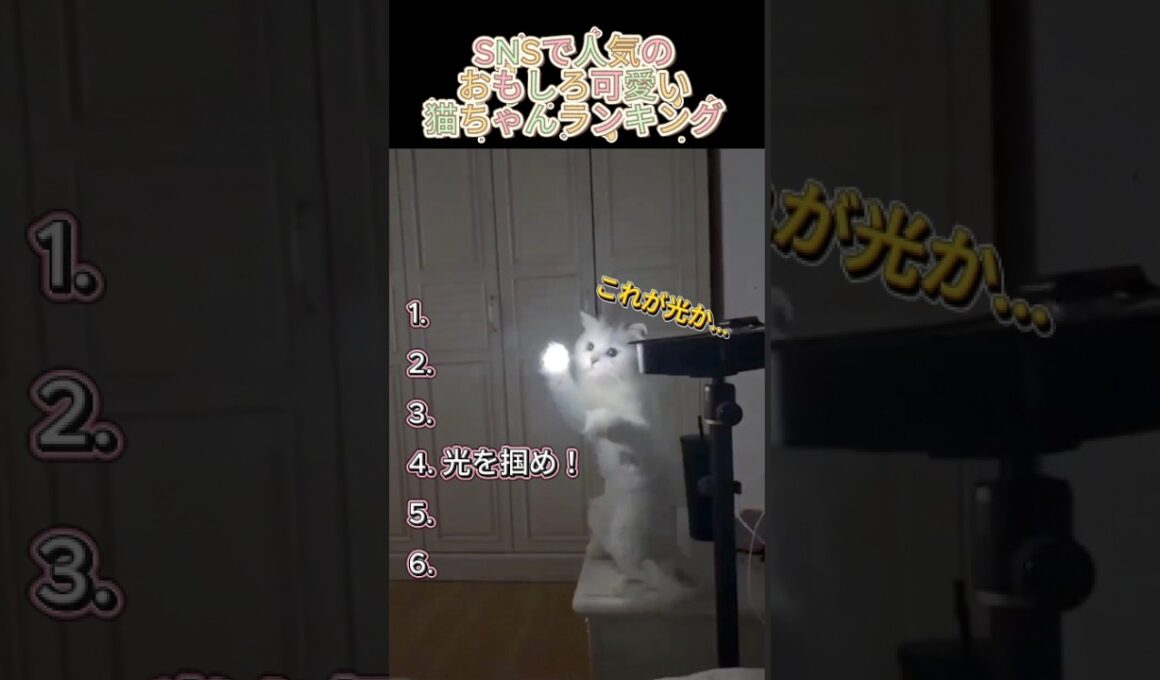 SNSで人気のおもしろ可愛い猫ちゃんランキング #かわいい猫 #猫のいる暮らし #癒し #爆笑 #SNSで人気 #FunnyCats #ランキング #shorts #もふるふぃチャンネル