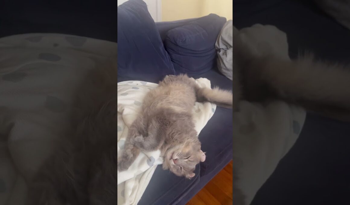 キター #ねこ動画 #アメリカンカール #子ネコ