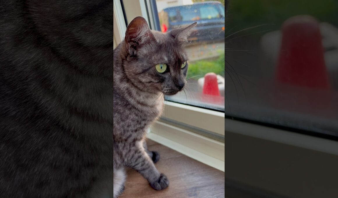 【スズメちゃんたちとにらめっこ猫】窓辺でじっとスズメちゃん観察。時折クラッキングしているのですが、近寄るとやめちゃうので撮れず。#にゃるそっく中 #エジプシャンマウすす #窓辺の猫 #shorts