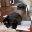 交互に宿題見学に来る猫　ラガマフィン　サイベリアンCats that take turns coming to check on my homework. Ragamuffin. Siberian