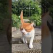 餌やった帰り道、白茶猫が逃がしてくれんとよ…w