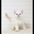 セルカークレックス子猫　Selkirk Rex　2026.８.27産まれ　　クリームポイント　巻き毛　女の子　シーダキャット猫のお店
