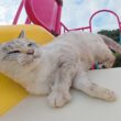 ビビりなシャム猫ちゃんが人間と一緒にすべり台に挑戦した結果…