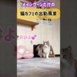 20261024メインクーンだけの【猫カフェの出勤風景】#cat #cooncat #mainecat #もふもふ