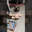 猫さんに新しいおもちゃあげてみた #ragdolls #cutecat #shorts #ラグドール #猫のいる暮らし #猫動画 #ショート