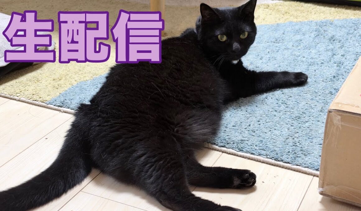 【生配信】お久しぶりに猫部屋から生配信📹