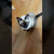 シャム猫のふくさん【たぬき猫】 #cat #しゃむねこ #猫のいる生活 暮らし #猫好きさんと繋がりたい #ねこ #cutecat #cat