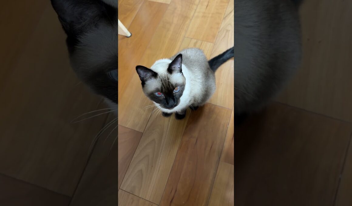 シャム猫のふくさん【たぬき猫】 #cat #しゃむねこ #猫のいる生活 暮らし #猫好きさんと繋がりたい #ねこ #cutecat #cat
