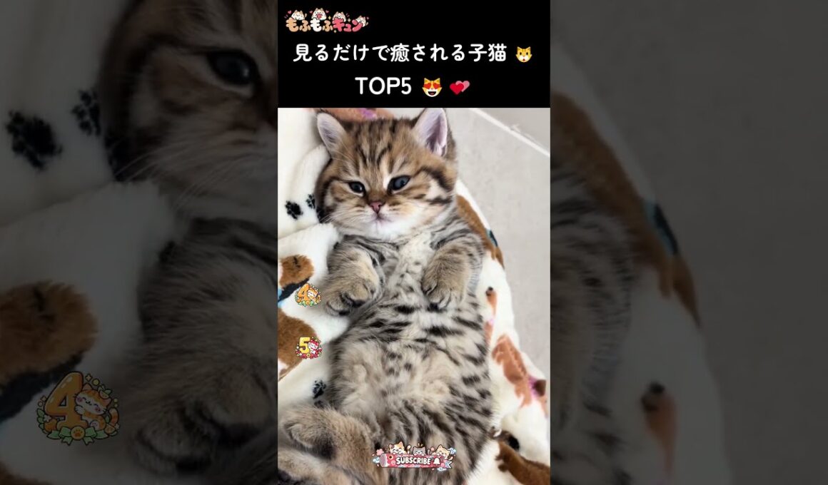 見るだけで癒される可愛い子猫 TOP5 🐱💕 #猫 #cat #子ネコ