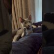 入念に手のお手入れをする猫【ロシアンブルーのちょんたん】#猫 #ねこ #cat #猫動画 #shorts #shortvideo #short