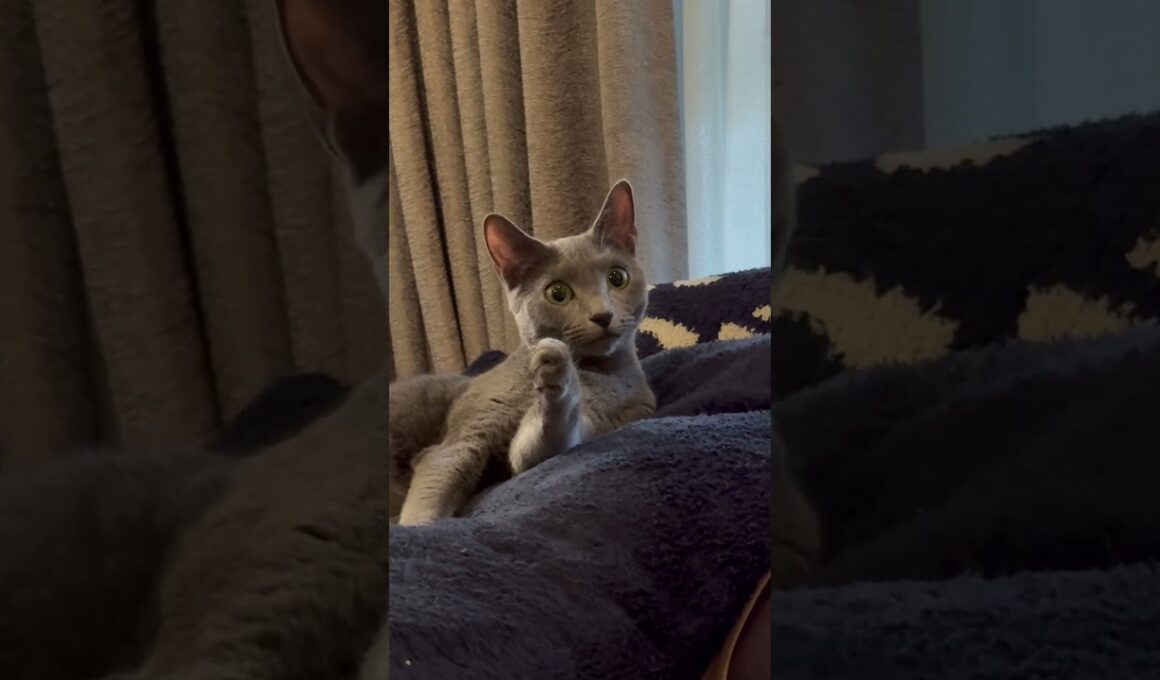 入念に手のお手入れをする猫【ロシアンブルーのちょんたん】#猫 #ねこ #cat #猫動画 #shorts #shortvideo #short