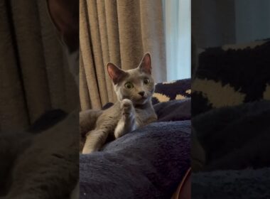 入念に手のお手入れをする猫【ロシアンブルーのちょんたん】#猫 #ねこ #cat #猫動画 #shorts #shortvideo #short