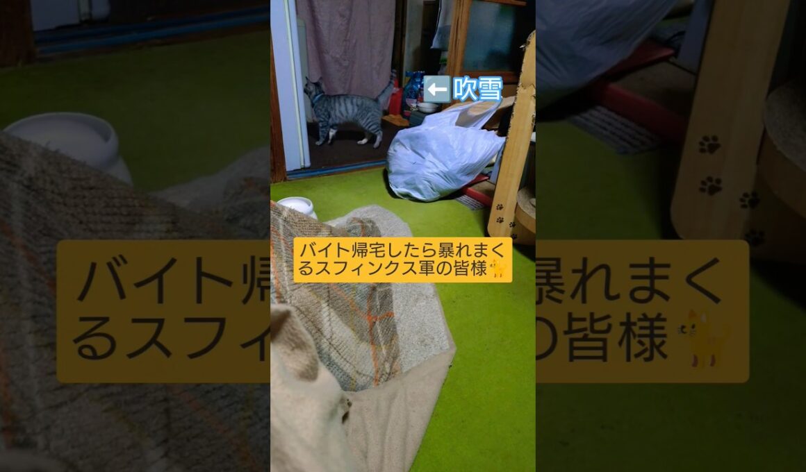 バイト帰宅したら暴れまくるスフィンクス軍の皆様🐈️#shorts #shortvideo #short #スフィンクス猫 #モモンガ ペット#ウタ #時雨 #吹雪