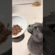 猫のご飯の器について🐈‍⬛🍚 #shorts #猫 #ねこ  #cat #ロシアンブルー #猫のいる暮らし #ネコ