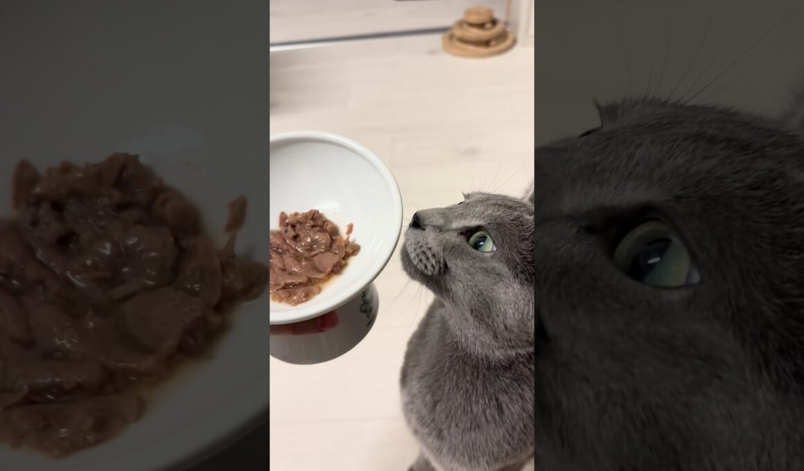 猫のご飯の器について🐈‍⬛🍚 #shorts #猫 #ねこ  #cat #ロシアンブルー #猫のいる暮らし #ネコ