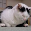香箱座りをしようとすると顔がギリギリになっちゃう猫がかわいい「分かってなさすぎるのが愛おしい」 - Togetter
