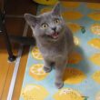 ロシアンブルー風の子猫達と遊ぼう(パンダさんお帰りなさい)LIVE【赤ちゃん猫　保護猫】