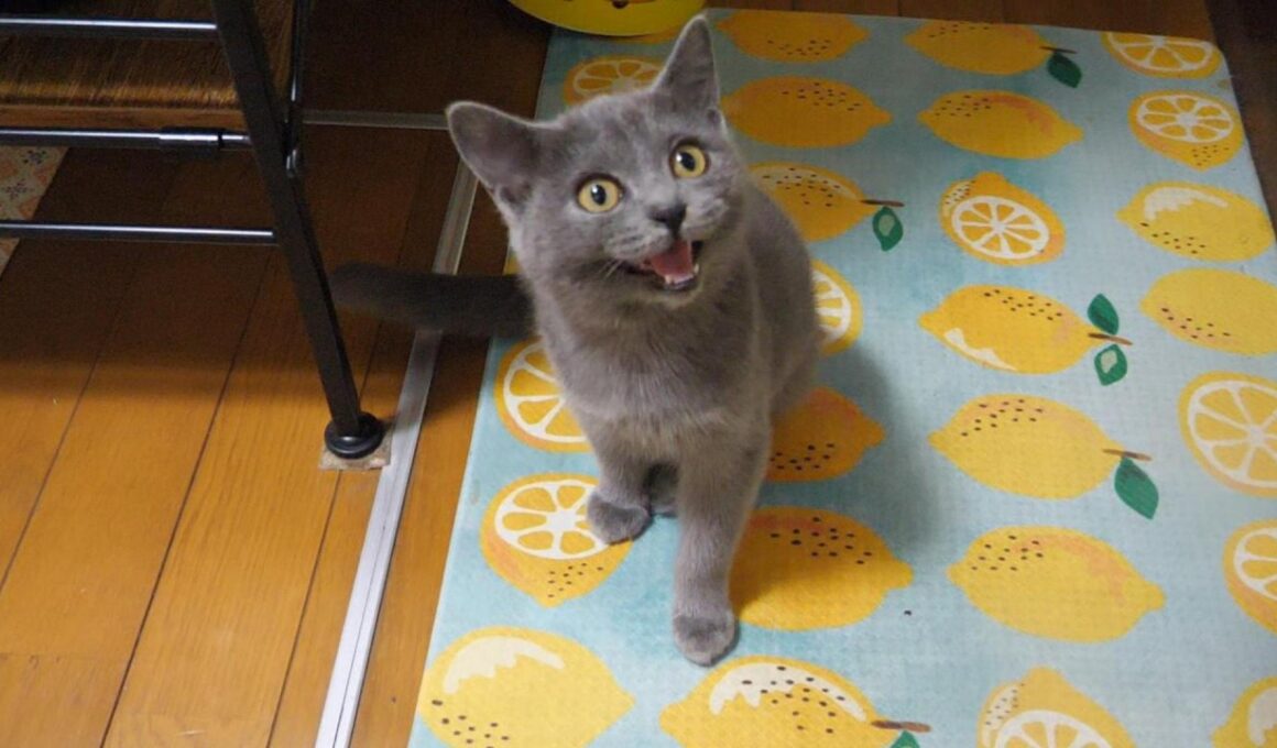 ロシアンブルー風の子猫達と遊ぼう(パンダさんお帰りなさい)LIVE【赤ちゃん猫　保護猫】