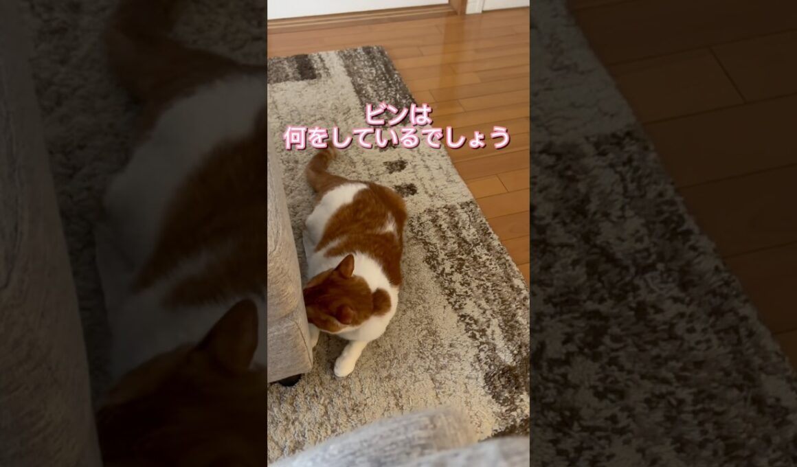 またゴミ見つけちゃった!! #shorts #猫動画 #茶白猫 #cat