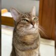 「新しい朝がきた、不服の朝だ」不機嫌を隠そうともしない猫、よくよく聞くと「それは人間が悪いね」ってなる理由があった - Togetter