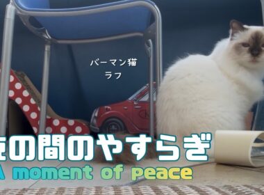 バーマン猫ラフとガブ【束の間のやすらぎ】A moment of peace（バーマン猫）Birman/Cat