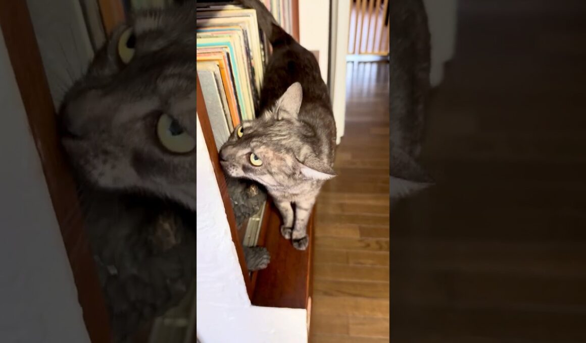 【猫と暮らす11🫶🏻】最近の猫バカ動画を集めてみました❤️いつもご視聴いただきありがとうございます😻#egyptianmaucat #エジプシャンマウすす #猫と暮らす日々 #shorts
