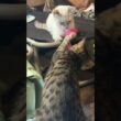 シャム雫「朝の運動の時間だよ」キジシロのルル、黒猫の黒夢と一緒に、ネコジャラシ。黒猫くーは、まだ、気だるいんですけど