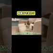 仲直りできた？#猫 #おもしろ #アテレコ #ニャンチューバーつくし