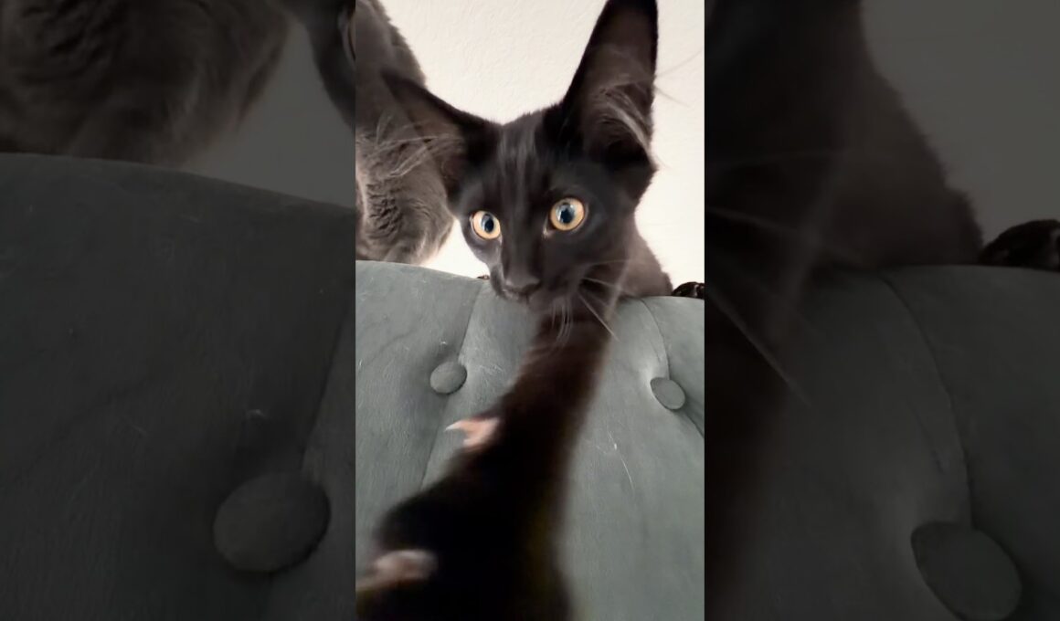 It Started With ONE Cat… Now They're ALL Doing It! 😂�