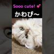 床でゴロンするだけで可愛すぎる💕ペルシャ猫ひめちゃん#ペルシャ猫 #ひめちゃん #チンチラシルバー #猫 #かわいい猫 #もふもふ