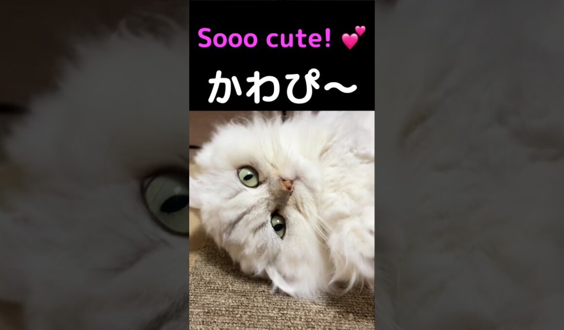 床でゴロンするだけで可愛すぎる💕ペルシャ猫ひめちゃん#ペルシャ猫 #ひめちゃん #チンチラシルバー #猫 #かわいい猫 #もふもふ