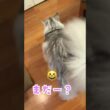 朝ご飯の準備を待つおしゃべりな大型猫。少年早く#shorts