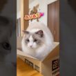 いきなり突進してきた、いっぺいたん😂💕 #ラグドール #cat #猫好きさんと繋がりたい #ねこのいる生活 #ねこ動画