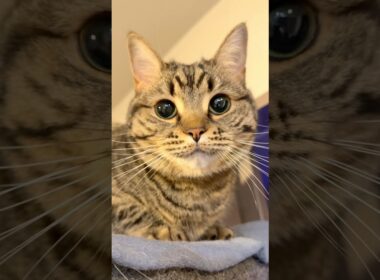 猫がパリピの泉にえびを落とした結果...!! #cat #猫