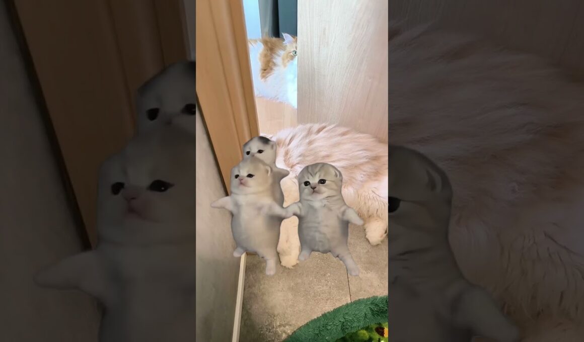 トイレ前でママ待ち🐈🐾#猫ミーム #memes #マンチカン #スコティッシュフォールド #cat #猫のいる暮らし #capcut #cute