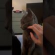 撫でて欲しくて待ってる猫【ロシアンブルーのちょんたん】#猫 #cat #ねこ #猫動画 #shorts #shortvideo #short