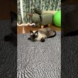 シャム猫のふくさん【たぬき猫】 #cat #しゃむねこ #猫のいる生活 暮らし #猫好きさんと繋がりたい #ねこ #cutecat #cat
