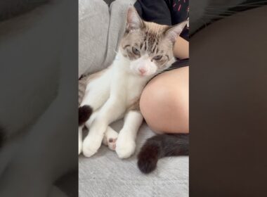 兄弟揃ってママのそばにいたい猫達