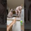 ご飯食べる人ー！猫スルタンとアレクサンドラ【スフィンクス】