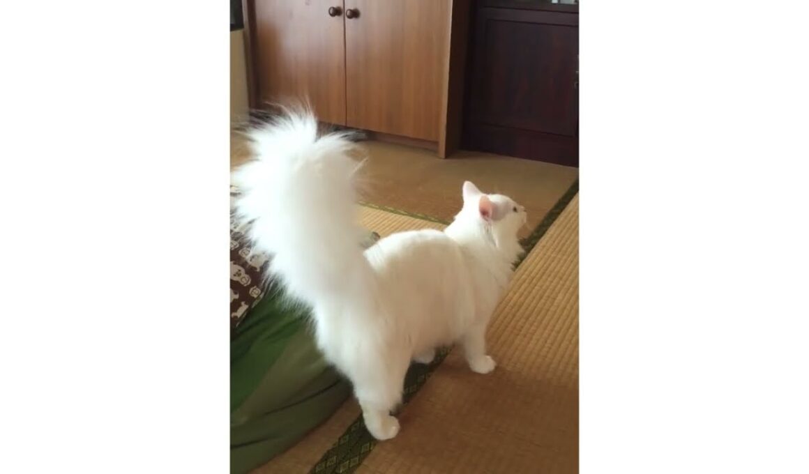 しっぽの毛量が凄い猫　白猫サラ　#ノルウェージャンフォレストキャット