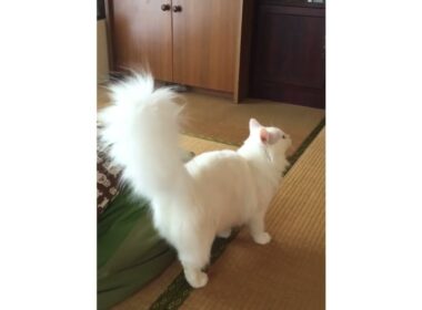 しっぽの毛量が凄い猫　白猫サラ　#ノルウェージャンフォレストキャット