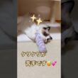たぶん、ケリケリが苦手なミヨンちゃん😅💕 #ラグドール #cat #猫好きさんと繋がりたい #ねこのいる生活 #ねこ動画