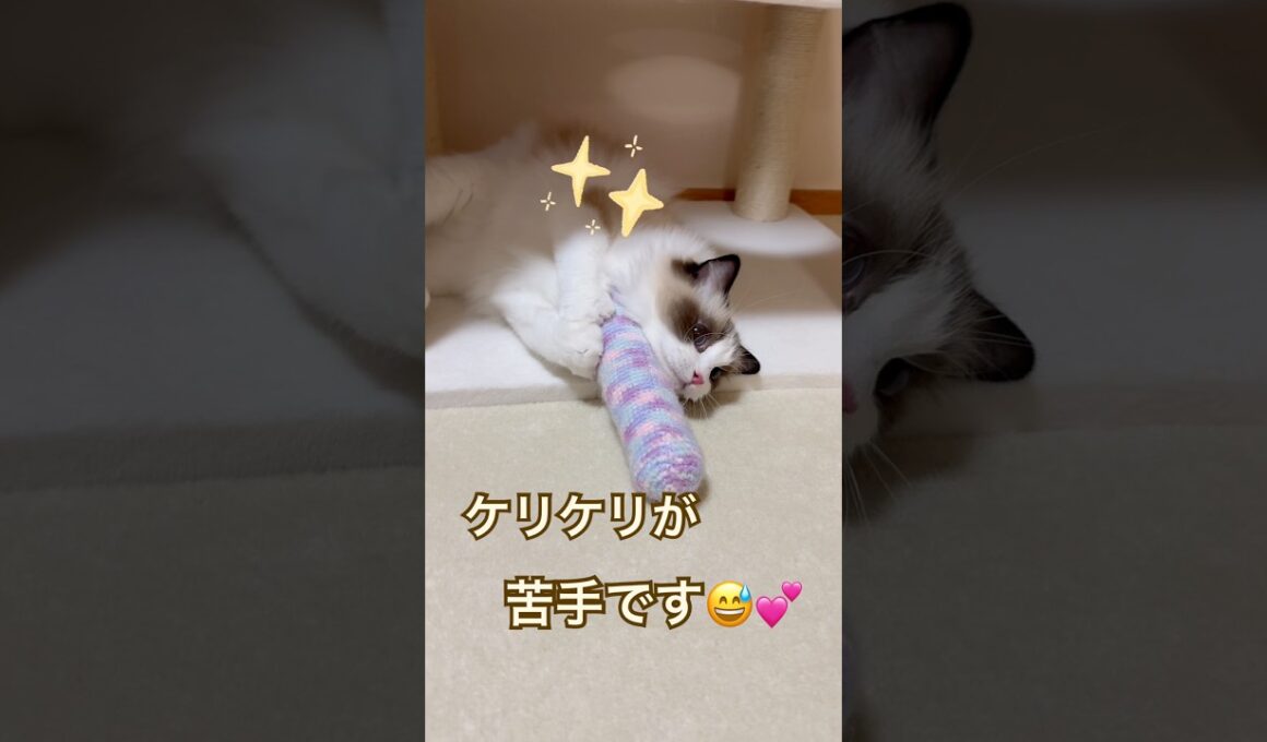 たぶん、ケリケリが苦手なミヨンちゃん😅💕 #ラグドール #cat #猫好きさんと繋がりたい #ねこのいる生活 #ねこ動画