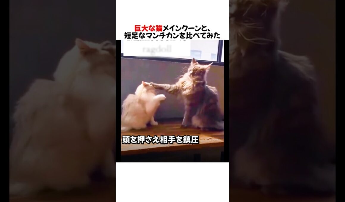 巨大な猫メインクーンと短足なマンチカンを比べてみた結果ｗｗｗｗｗ