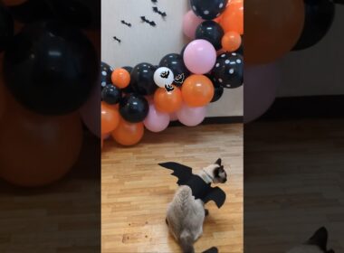 マロンちゃんのハロウィン🎃🐈‍⬛ #cat #catshorts #シャム猫 #猫のいる暮らし #猫のいる生活 @ 0"