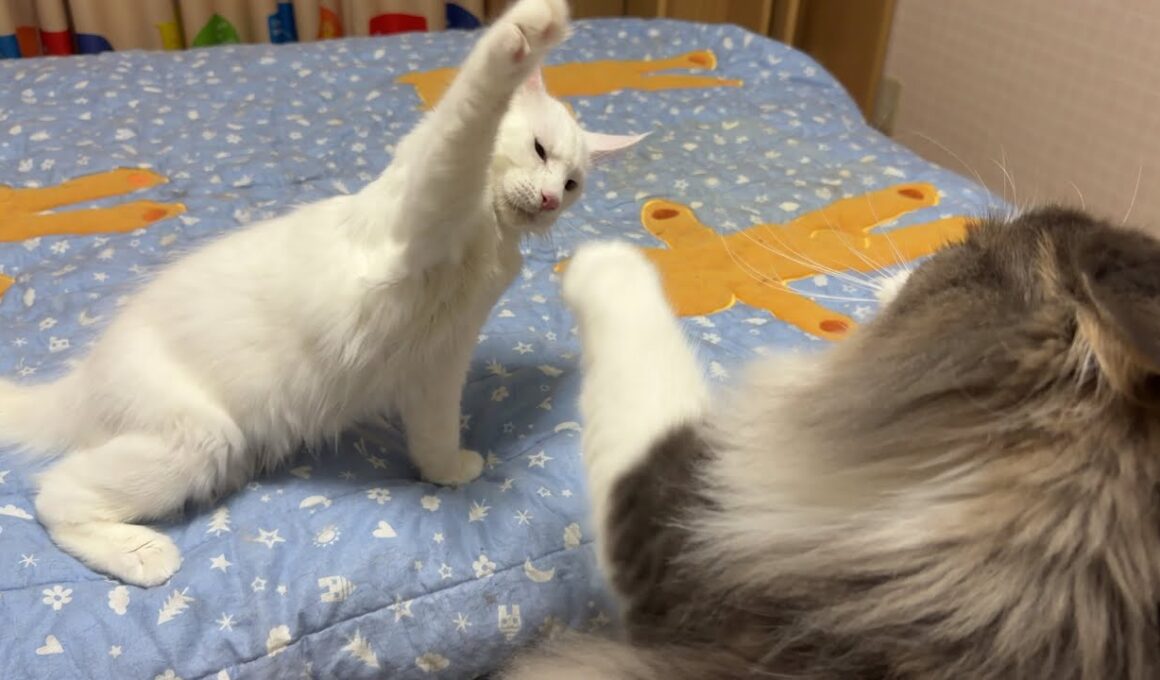 【覚醒】寝る前が1番元気な仔猫wwwノルウェージャンフォレストキャット、メインクーン