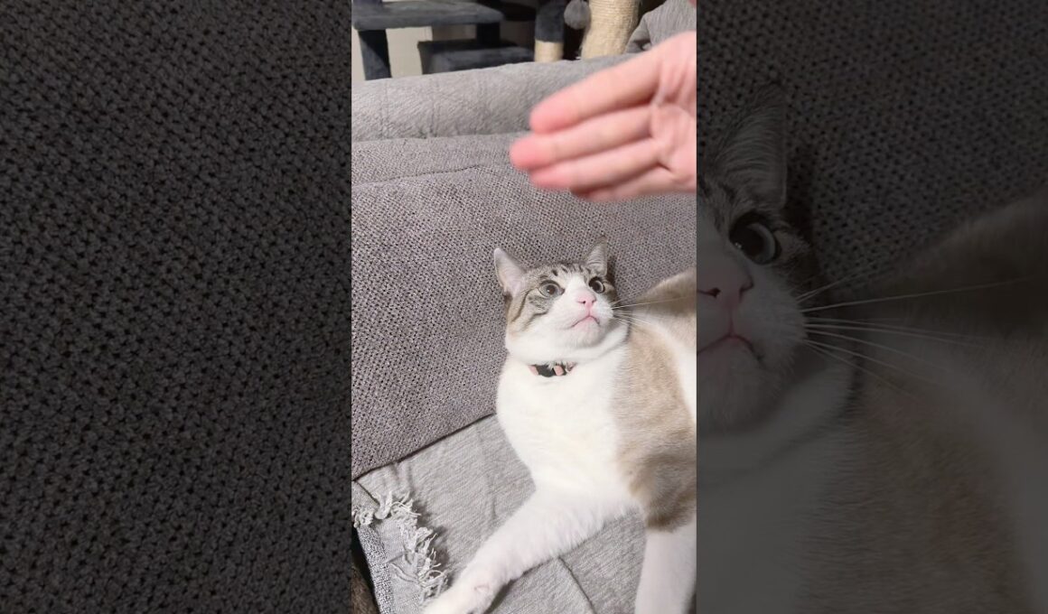 流行りの猫チョップ